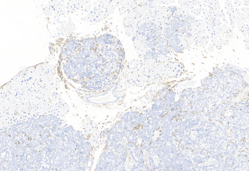 Dynamic Content Image